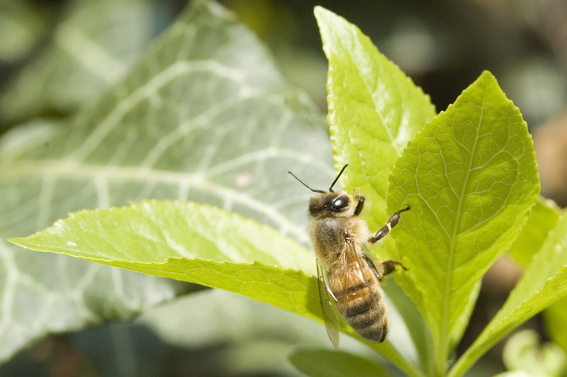 Salvare le api per salvare l’economia